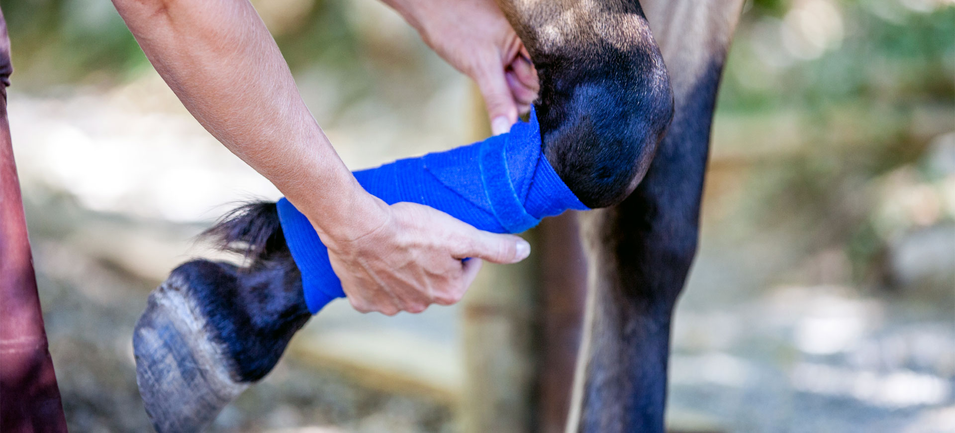 Foto einer Person die das rechte Vorderbein eines Pferdes bandagiert.